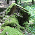 Wald 03