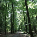 Wald 08