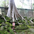 Ta Prohm-08