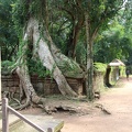 Ta Prohm-20