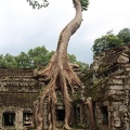 Ta Prohm-23