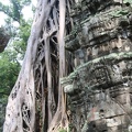 Ta Prohm-30