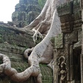 Ta Prohm-31